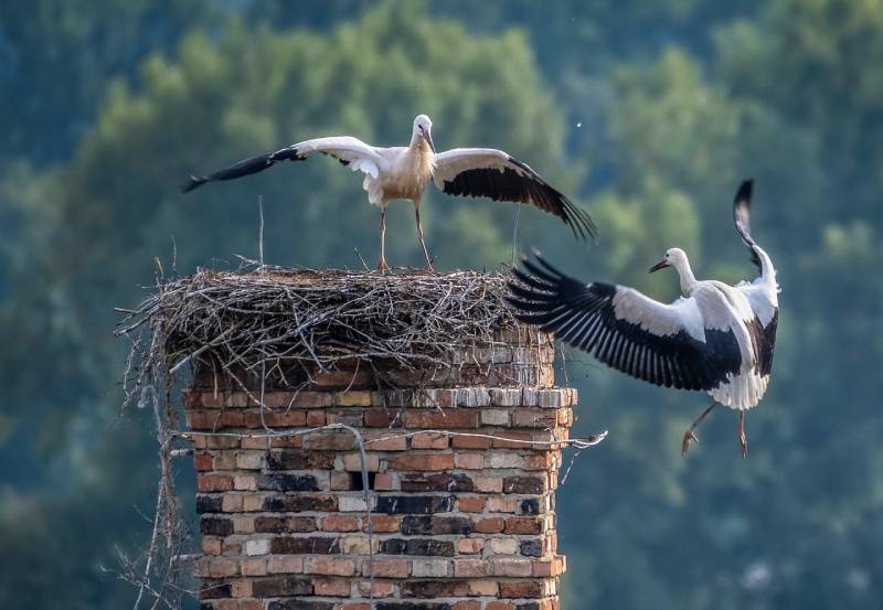 Professional Chimney Animal Removal Services in Pasadena, California