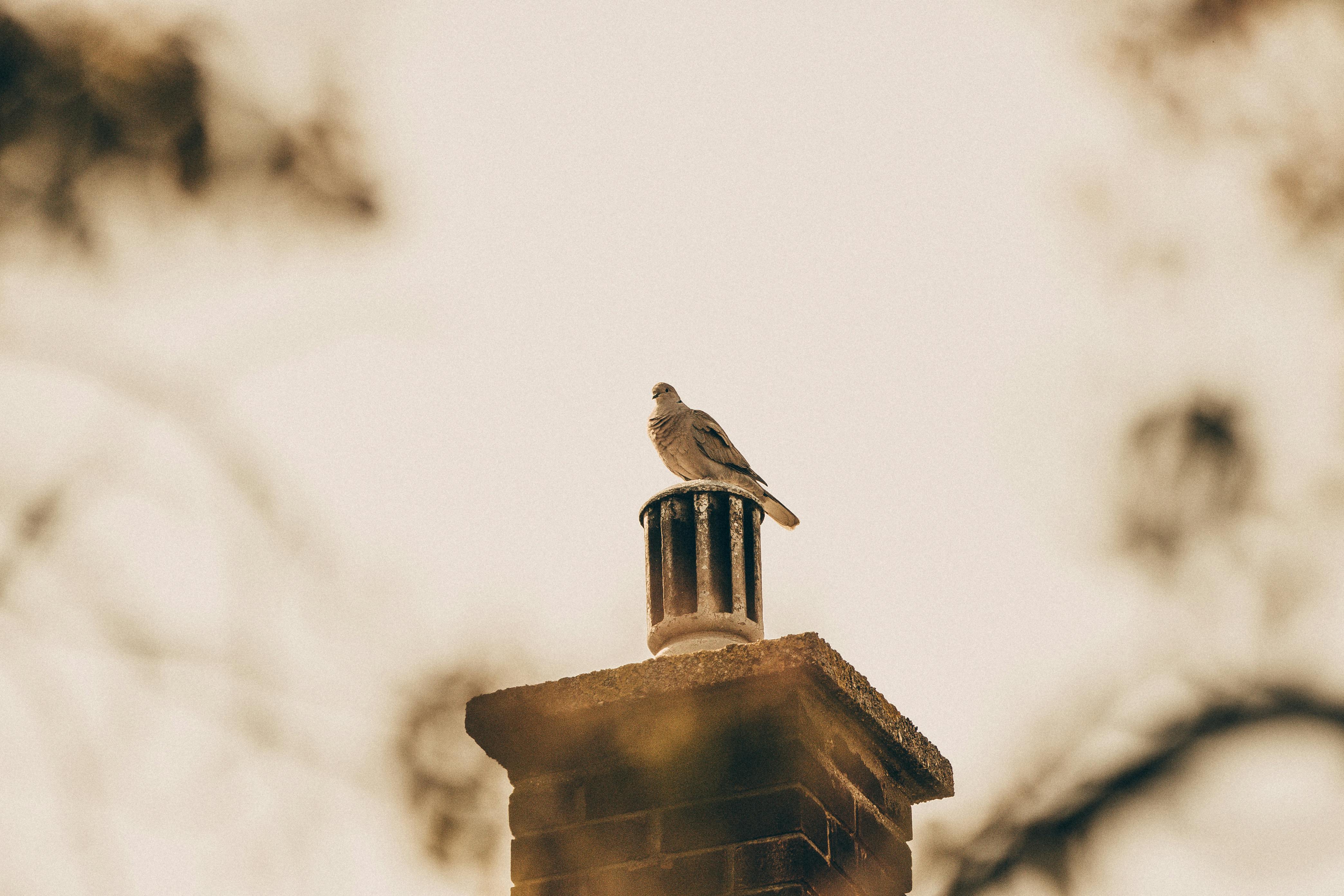 Expert Chimney Cap Installation in Pasadena, California